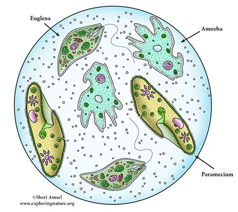 Multicellular Organisms Diagram