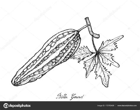 Hand Drawn of Fresh Green Bitter Gourd Stock Vector Image by ©Iamnee ...