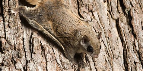 Flying Squirrels | National Wildlife Federation