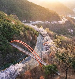 Cherry blossom branches draped over a pond surrounding Gyeonghoeru ...