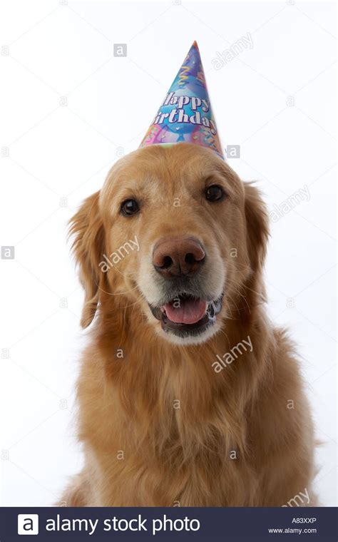 Golden retriever dog wearing birthday hat Stock Photo, Royalty ... Dogs ...