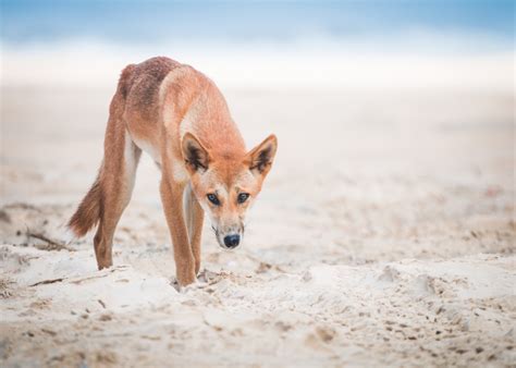 photography photos dingoes dingo Australia K'Gari Fraser Island human ...