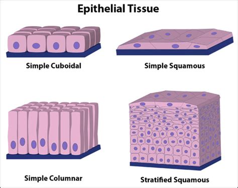 A&P Epithelial Tissue Diagram | Quizlet