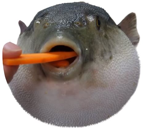 Pufferfish Eating A Carrot (PNG) by WessieBoi99 on DeviantArt