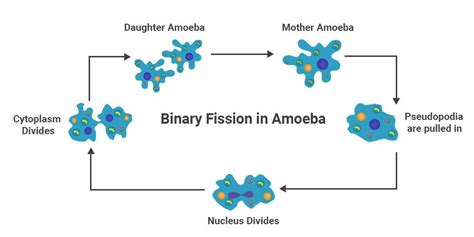 Asexual Reproduction and Its Types with Examples