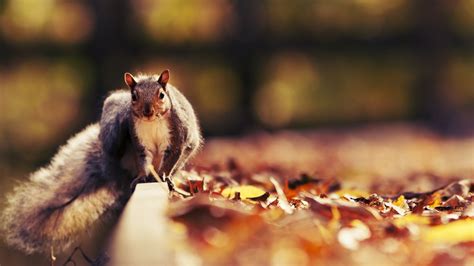 Autumn And Animals Wallpapers - Wallpaper Cave