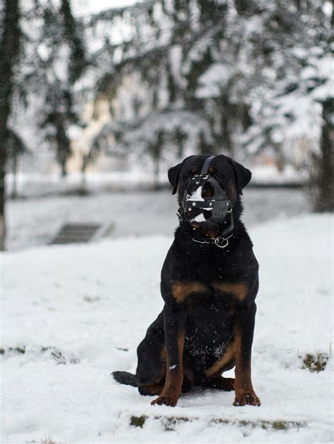 Pin on Rottweilers (Dog Breed)