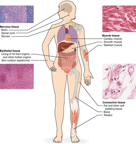 5 main tissue types found in the human body : Biological Science ...