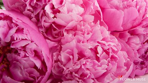 🔥 [70+] Peony Wallpapers | WallpaperSafari