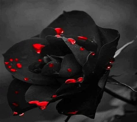 Black Rose - , Black Rose Background on Bat, Black Rose Aesthetic PC HD ...