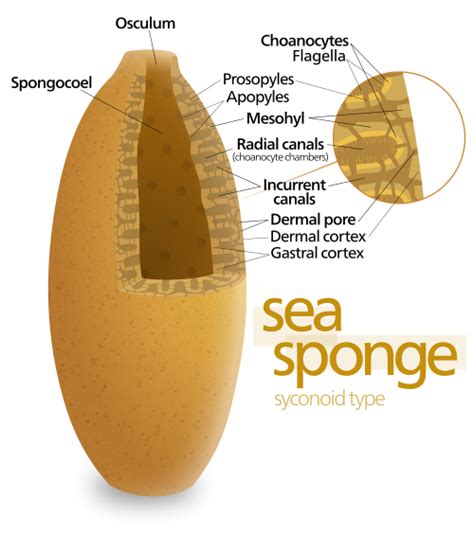 Esponja - Sponge - qaz.wiki