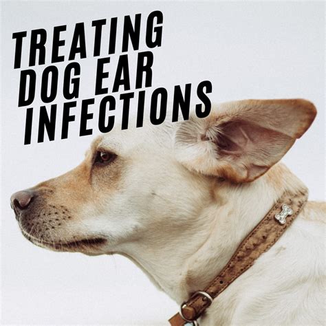 How Do You Clean A Dogs Ears Without Hurting Them