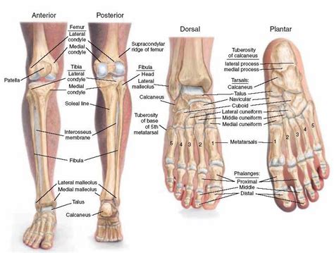 Structure of skeleton of the foot, Tarsals, Metatarsals and Phalanges ...