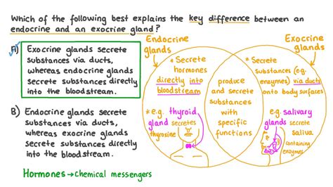 Endocrine Gland Vs Exocrine Gland