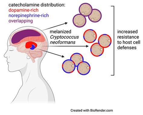 Cryptococcus neoformans melanization incorporates multiple ...