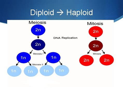 Meiosis going from diploid to haploid Making Gametes