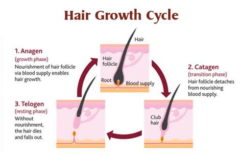 The life cycle of your hair-Hair changes at different stages