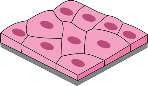 Transparent Body Tissues Clipart - Squamous Epithelium - Png Download ...