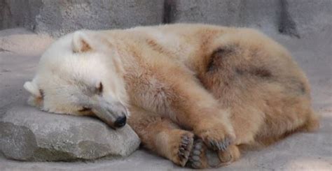 Polar Bear/Brown Bear Hybrids - Mammalian Hybrids