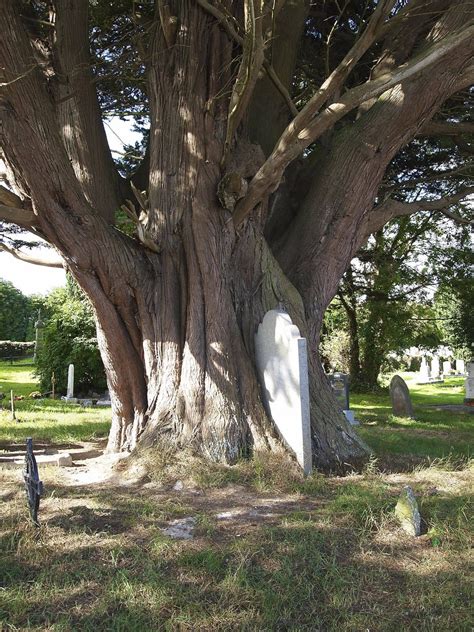 'On a flesh and bone foundation': An Irish History: Tombstone Tuesday ...