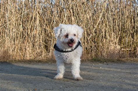 Puppy Potty Training A Bichon Frise: Why Is It So Difficult? | PawTracks