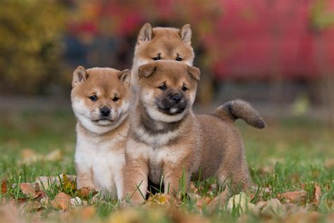 9 Fun Facts About Shiba Inu - Greenfield Puppies