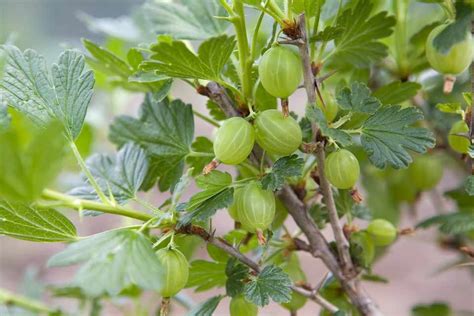 Gooseberries – Practical Grow Guide - gardenersworld.com