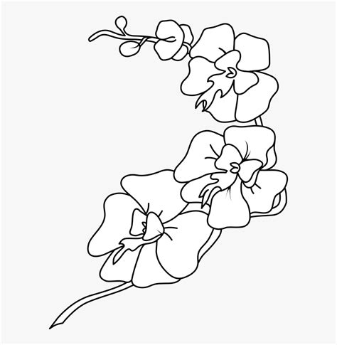 Orchid Clipart Black And White, HD Png Download - kindpng