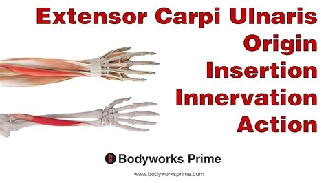 Extensor Carpi Ulnaris Anatomy - YouTube