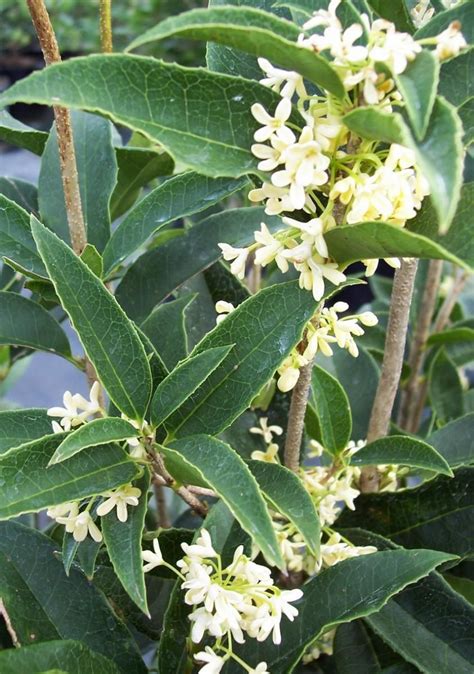 Pin by Jessica Lopez on gardening | Osmanthus fragrans, Evergreen ...