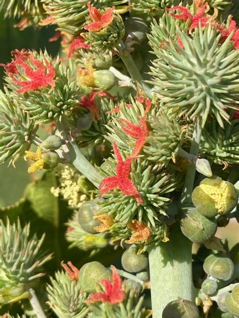 Flowering castor oil plant • Flinders Ranges Field Naturalists