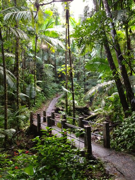 El Yunque Rainforest Puerto Rico | Images and Photos finder