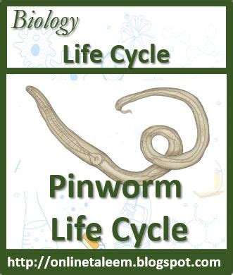 Pinworm Life Cycle | Life cycles, Severe itching, Education for all