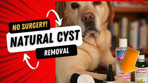 Are Sebaceous Cysts Painful For Dogs? The 10 Detailed Answer ...