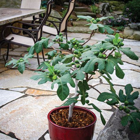 A Dwarf Fig Tree Fit for Pots, Patios, and Small Gardens - Fine Gardening