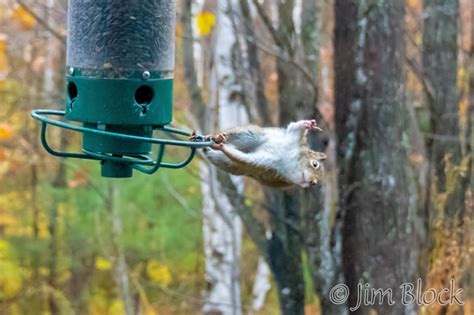 Index of /wp-content/gallery/bird-feeder-squirrel-spinner