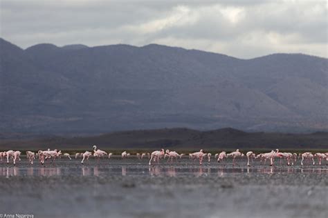 Flamingos lake natron - tewsdf