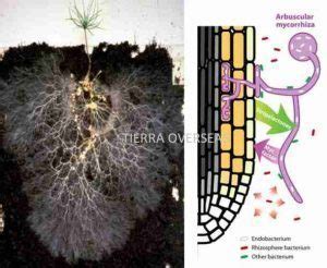 VAM Vesicular Arbuscular Mycorrhiza at Best Price in Thane - ID: 4468934