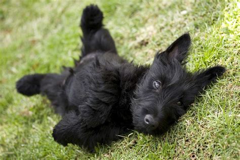 Meet the Scottish Terrier!