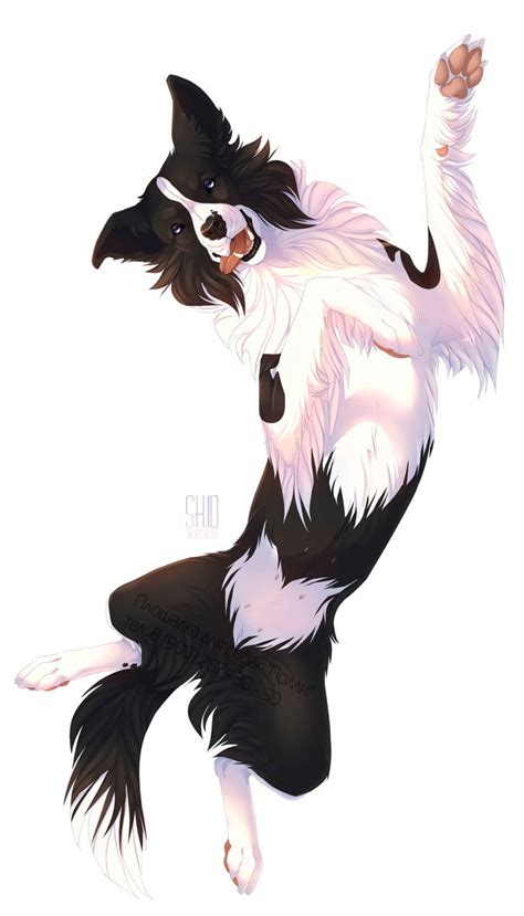 Polly border collie by Mr-SKID on DeviantArt