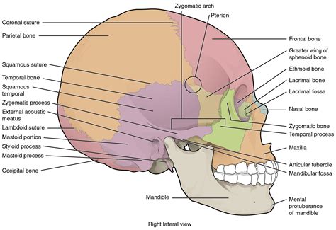 Free coloring pages of lateral view of the skull