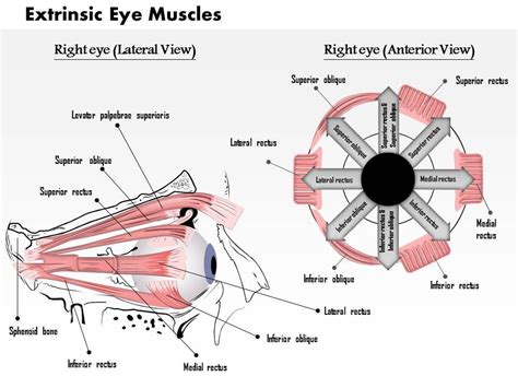 Extrinsic Eye Muscles Diagram