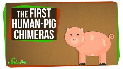 The First Human-Pig Chimeras - YouTube