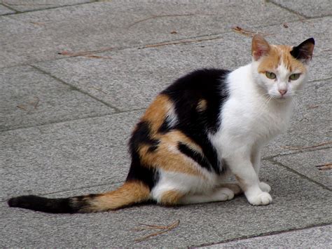 File:Calico cat in La Coruna of Spain-01.jpg - Wikipedia