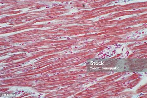 Histologi Otot Jantung Manusia Di Bawah Pandangan Mikroskop Untuk ...