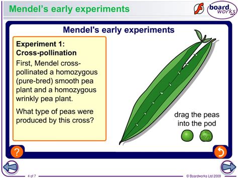 PPT - The life and work of Gregor Mendel PowerPoint Presentation, free ...