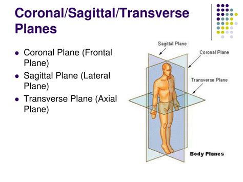 Coronal Plane Definition Anatomy - Anatomical Charts & Posters