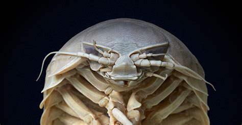 Giant isopods: curious crustaceans on the ocean floor | Natural History ...