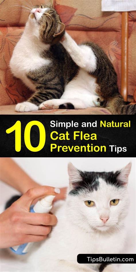 Preventing Fleas on Cats - Natural Tips for Cat Flea Prevention