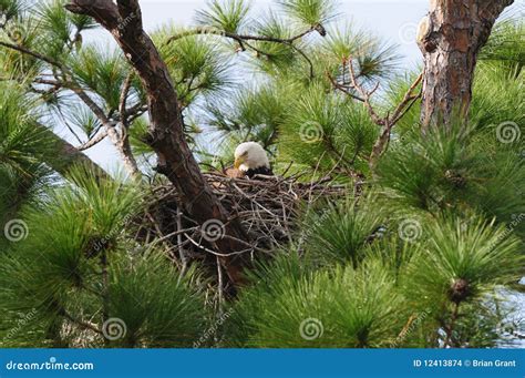 Nesting Bald Eagle stock photo. Image of eagle, tree - 12413874